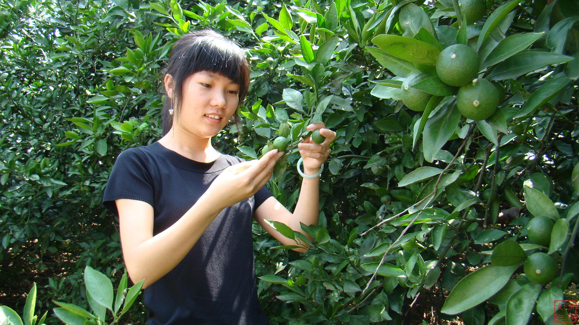 图为<em>女大学生村官</em>汤美正在查看该村1500亩长