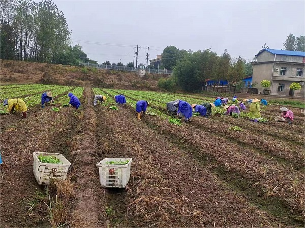10月南县武圣宫镇：菜苔移栽带动农村妇女就业增收.png