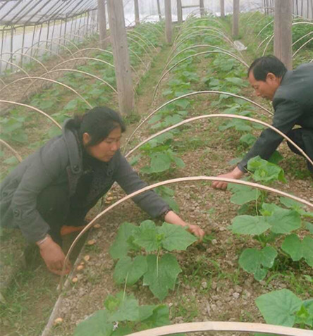 1.夫妻俩管理蔬菜秧苗.jpg