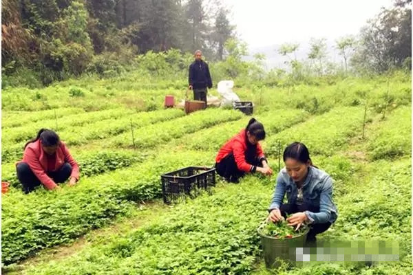农民在田里采摘绞股蓝茶鲜叶.jpg