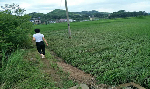 查看统计水稻受灾情况.jpg