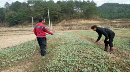 图片2：胡巧松在田地里帮助贫困户种植蔬菜.png