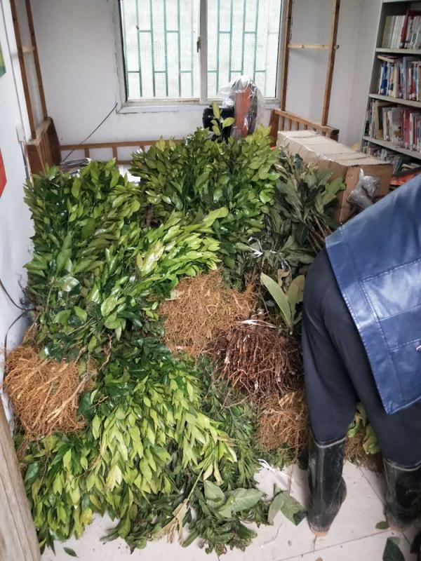 植树1.jpg
